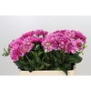 Dahlia Annamarie