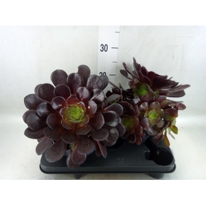 xSemponium  'Destiny'
