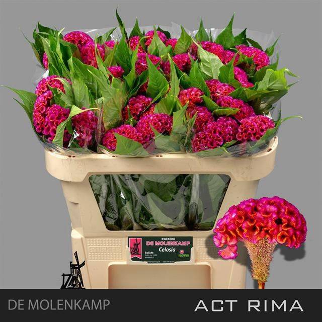 <h4>Cel C Act Rima</h4>