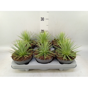 Agave stricta 'Nana'