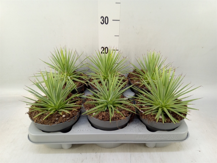 <h4>Agave stricta 'Nana'</h4>
