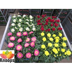 DAHLIA MIXK 4 KL