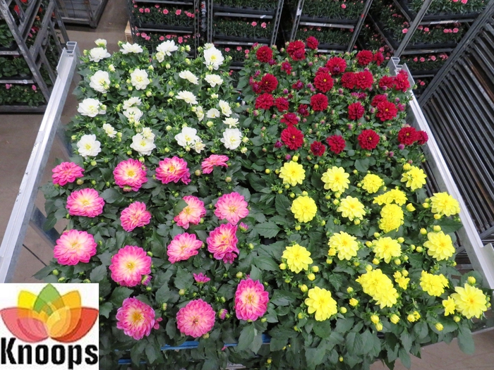 <h4>DAHLIA MIXK 4 KL</h4>