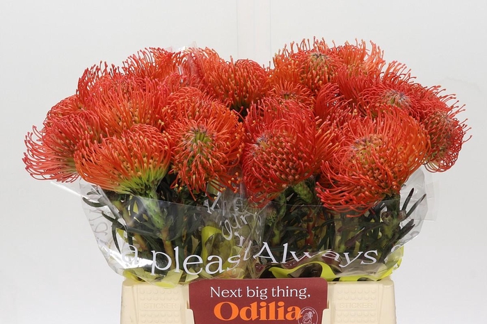 <h4>Nutans Succession</h4>