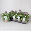 Callis Star Purple