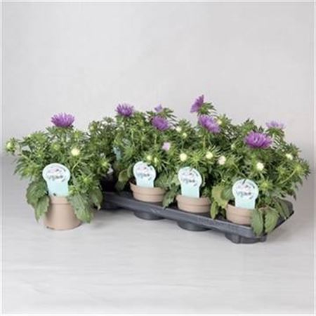 Callis Star Purple