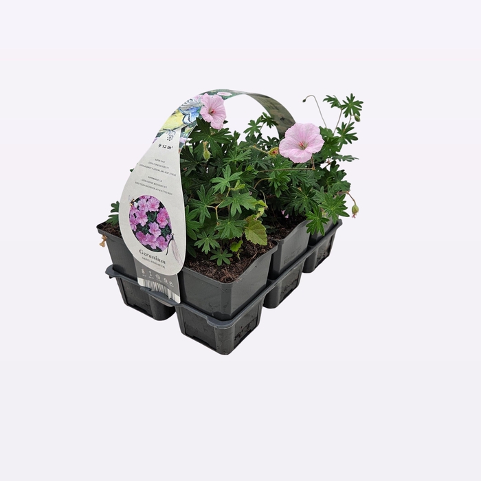 <h4>Geranium sanguineum 'Striatum'</h4>