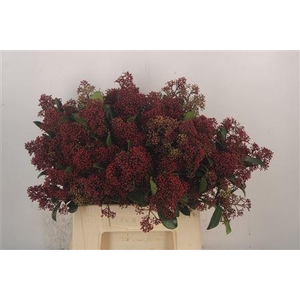 Skimmia Rubella Red Bunch