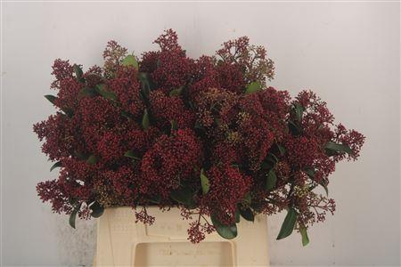 <h4>Skimmia Rubella Red Bunch</h4>