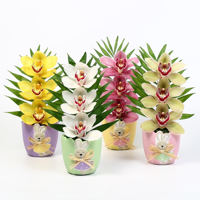 <h4>CYMB VERPAKT P BLOEM 6317</h4>