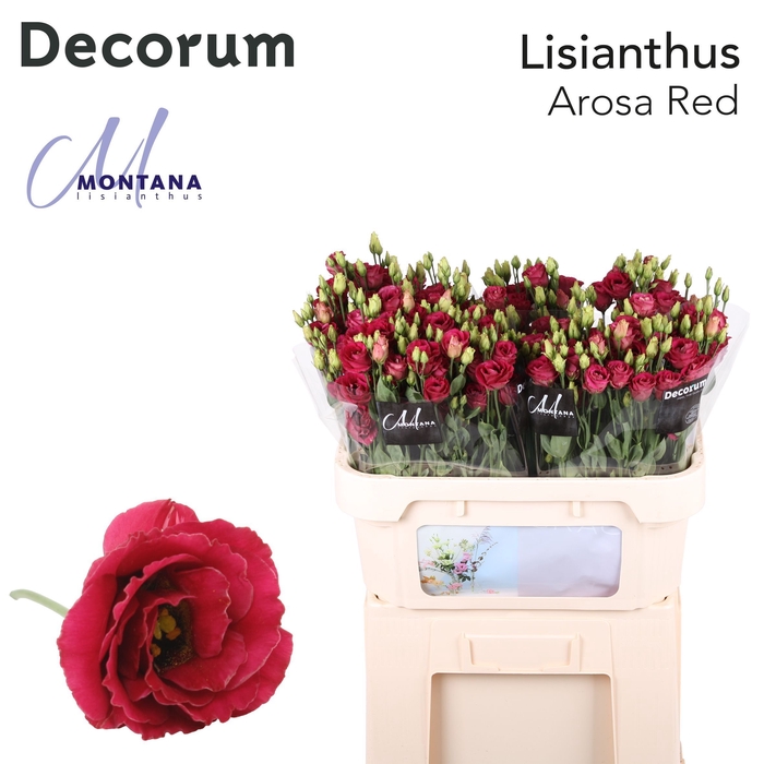 <h4>Lisianthus Arosa red</h4>