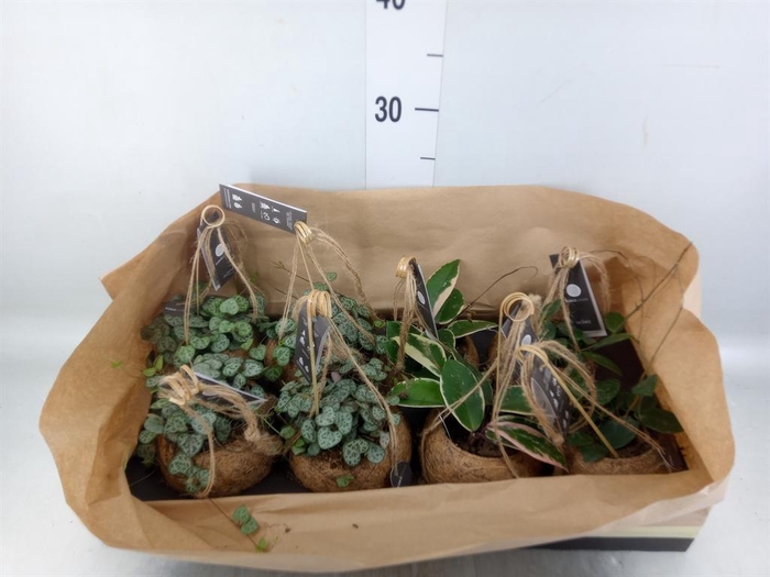 <h4>Hanging plant   ...</h4>