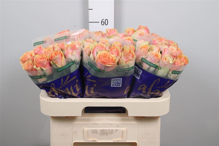 <h4>R Gr Dividend</h4>