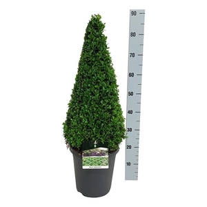 Buxus sempervirens