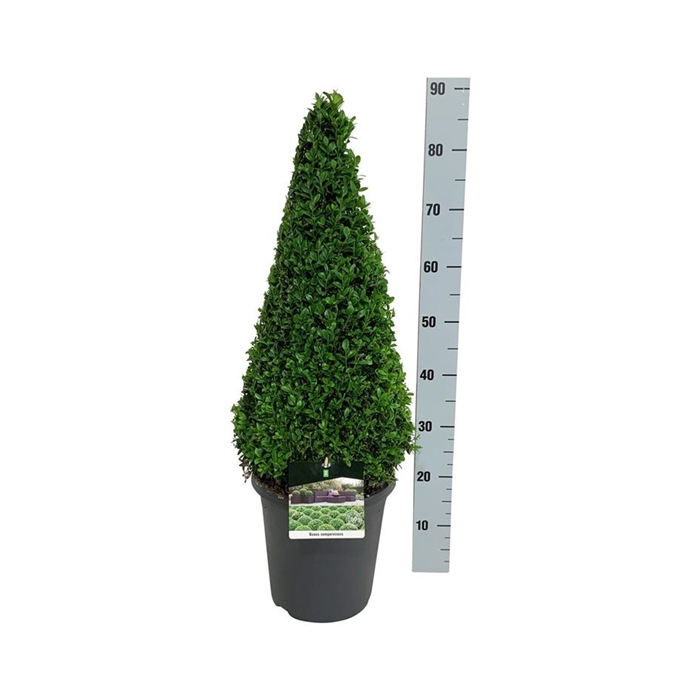 <h4>Buxus sempervirens</h4>