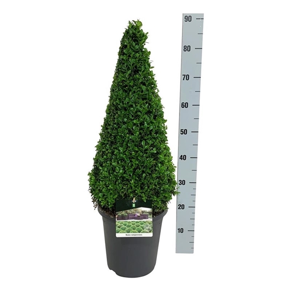 <h4>Buxus sempervirens</h4>