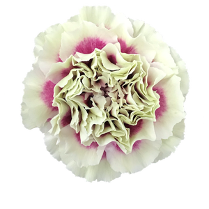 Dianthus St Lady Amiga