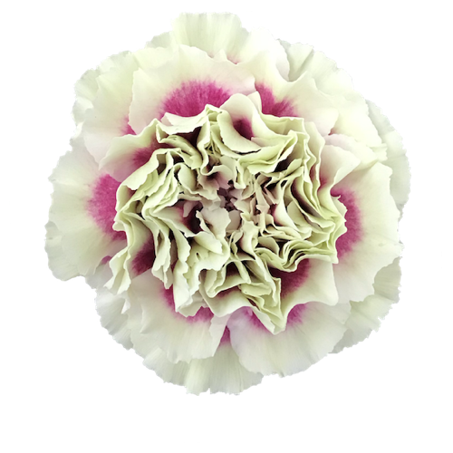 <h4>Dianthus St Lady Amiga</h4>