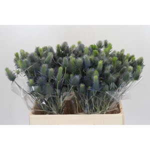 Eryngium Electric Dynamite