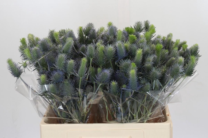 Eryngium Electric Dynamite