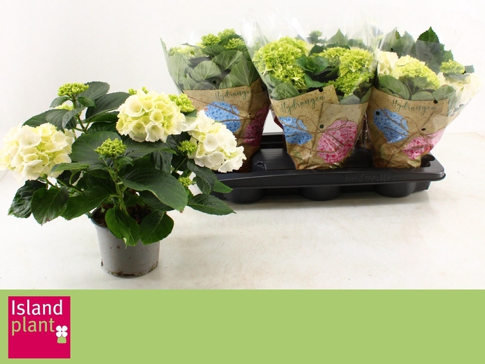 <h4>HYDR M SCHNEEBALL</h4>