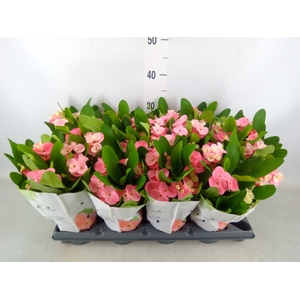 Euphorbia milii   ...