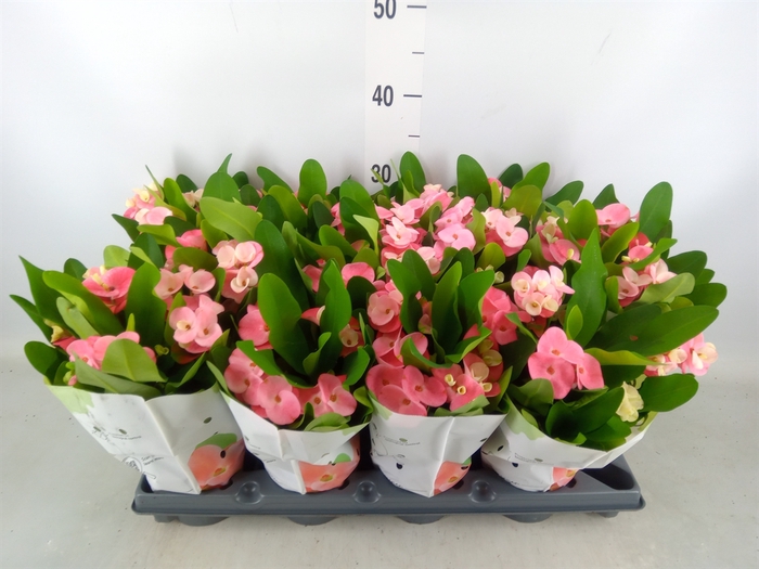 <h4>Euphorbia milii   ...</h4>