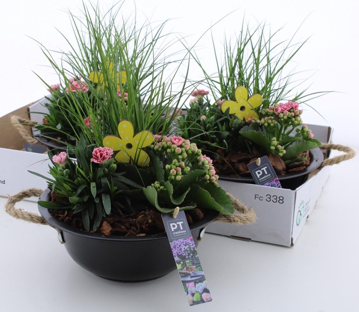 <h4>ARR TUINPLANTEN</h4>