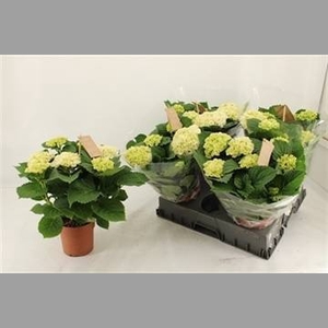 HYDR M CRYSTAL PALAC