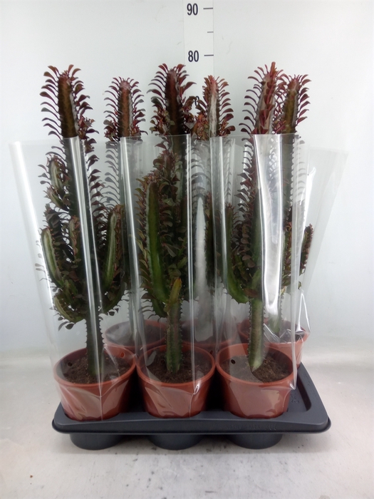 <h4>Euphorbia trigona 'Rubra'</h4>