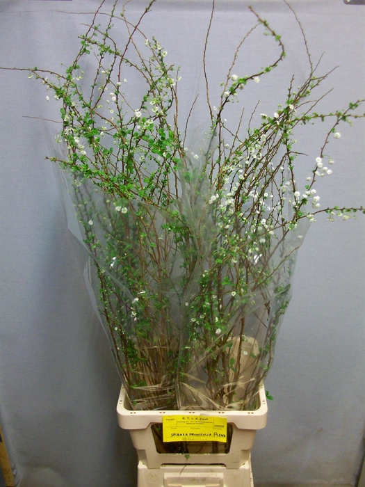 <h4>SPIR PRUN PLENA</h4>