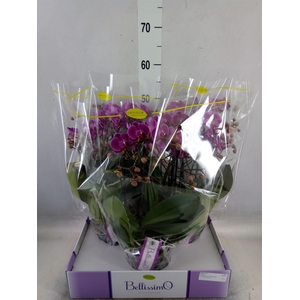 Phalaenopsis multi.   ...lilac