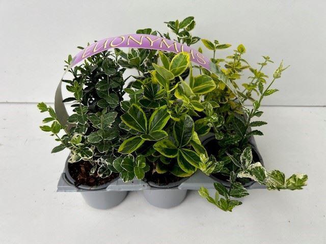 <h4>Euonymus</h4>