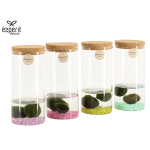 90946: Marimo arrangement