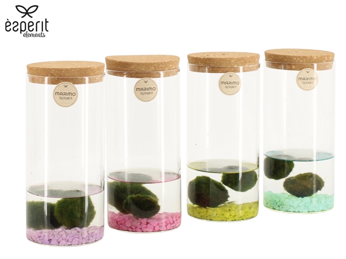 <h4>90946: Marimo arrangement</h4>