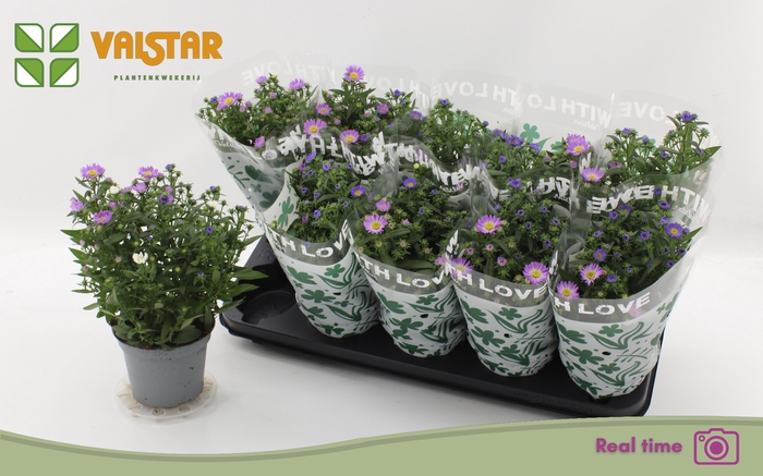 <h4>ASTER NB OV</h4>