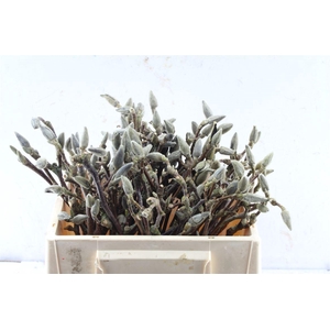 Magnolia Grandiflora Dried