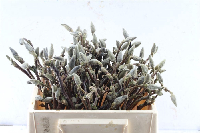 <h4>Magnolia Grandiflora Dried</h4>
