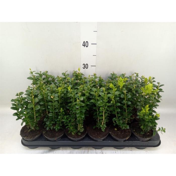 <h4>Buxus semp.   ...</h4>