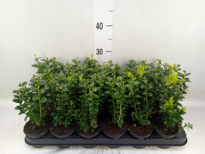 <h4>Buxus semp.   ...</h4>