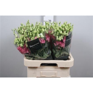 Eus G Alissa Rose Pink