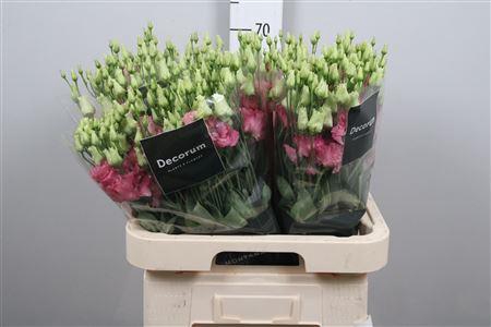 <h4>Eus G Alissa Rose Pink</h4>