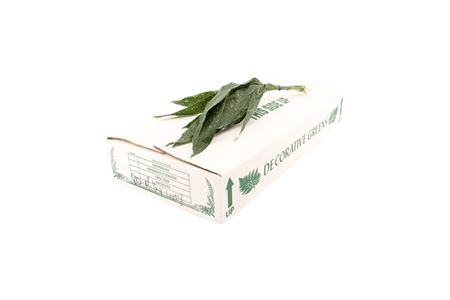 <h4>Aspidistra elatior per bos</h4>