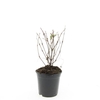 Fuchsia Madame Cornelissen