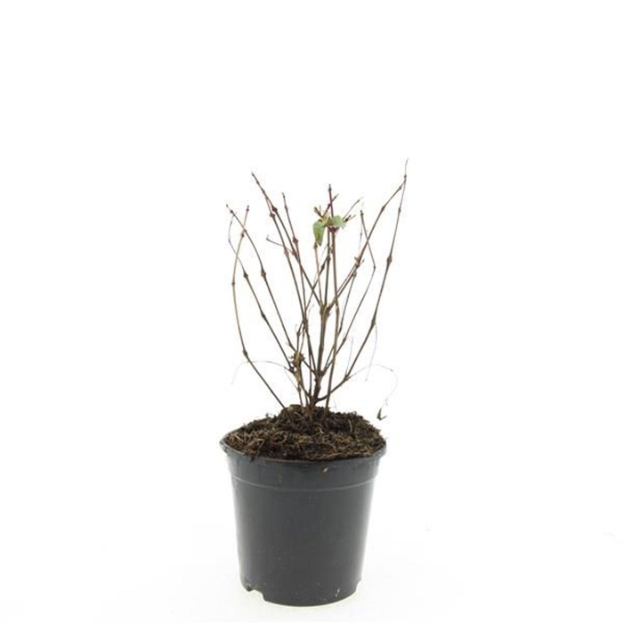 Fuchsia Madame Cornelissen
