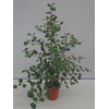 Ficus deltoidea