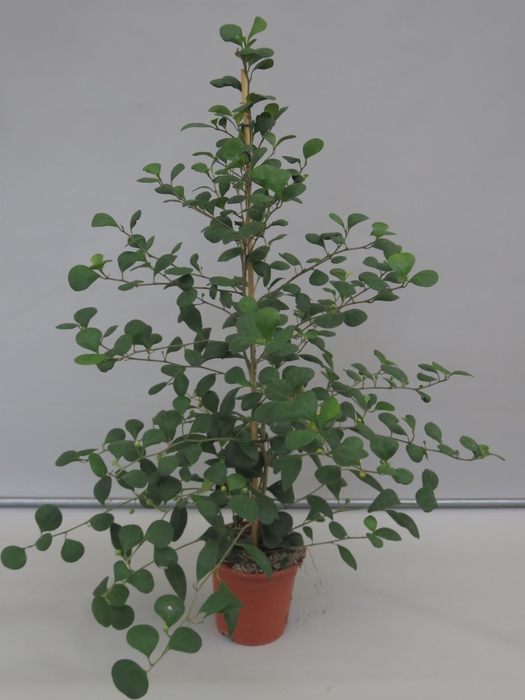 <h4>Ficus deltoidea</h4>