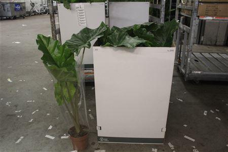 <h4>Aloc Portodora</h4>