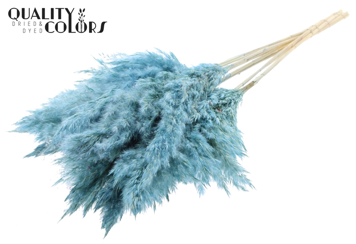 <h4>Pampas Grass 70cm 10st/bunch Bleached Frosted Light Blue</h4>