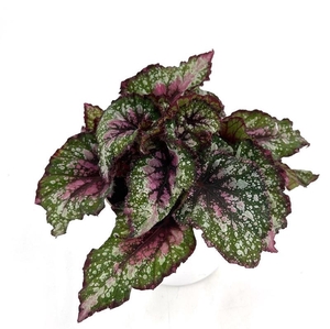 BEGONIA REX-HYBRID P12 ALASKA CREEK